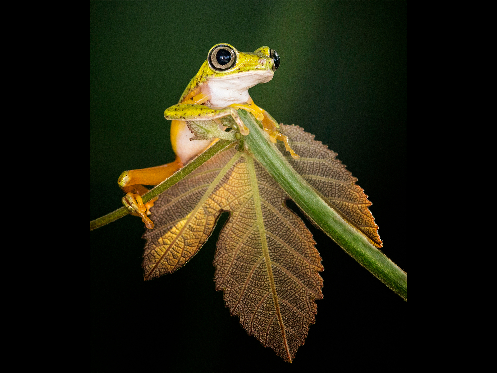 EMERALD GLASS FROG COSTA RICAN RAIN FOREST